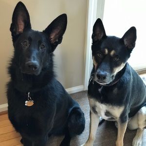 Meet your Posher, Alex